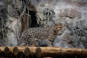 Read more about the article Fishing Cat in India: Habitat, Distribution, Conservation Status, Behaviour & Best Places to Learn About India’s Wetland Wild Cat