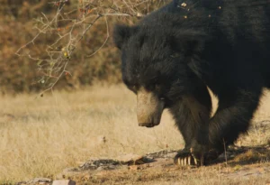 Read more about the article Complete Guide to Jessore Sloth Bear Sanctuary: Logistics & Wildlife