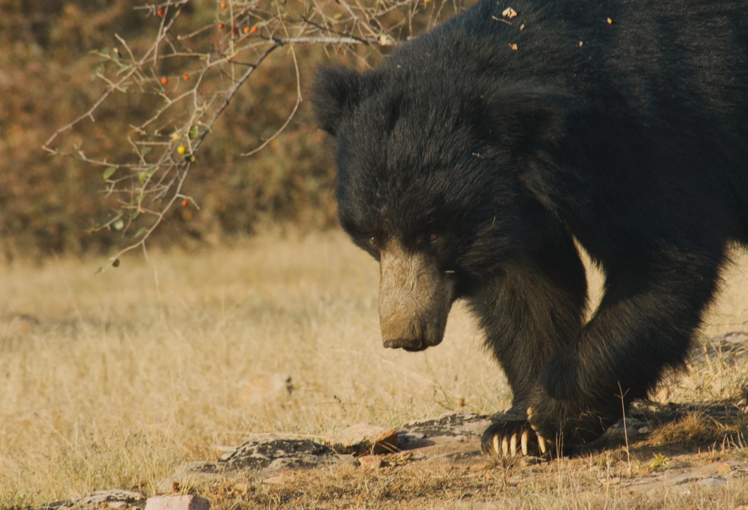 Read more about the article Complete Guide to Jessore Sloth Bear Sanctuary: Logistics & Wildlife