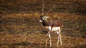 Read more about the article Grassland Ecosystems of India: Types, Wildlife, Distribution, Conservation & Best Places to Visit