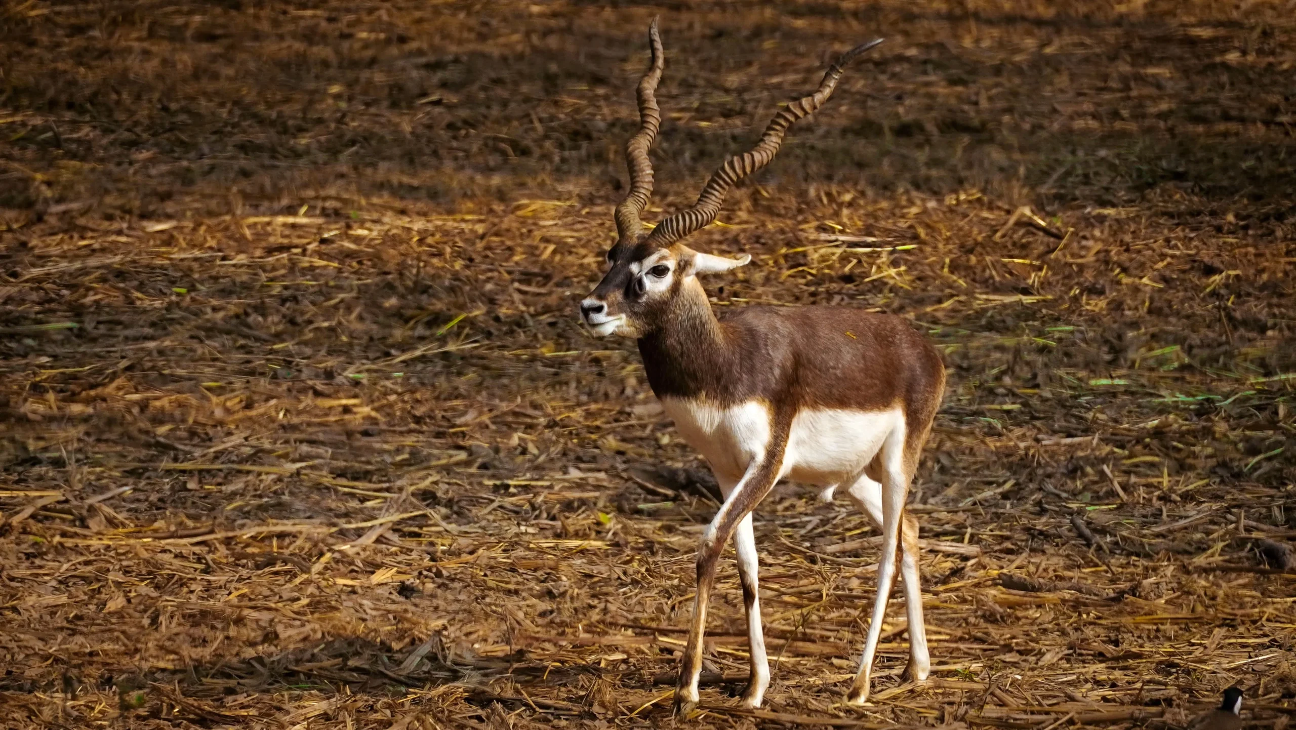Read more about the article Grassland Ecosystems of India: Types, Wildlife, Distribution, Conservation & Best Places to Visit