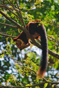 Read more about the article Malabar Giant Squirrel Photography Guide: Best Locations, Camera Settings, Fieldcraft & Ethical Wildlife Photography