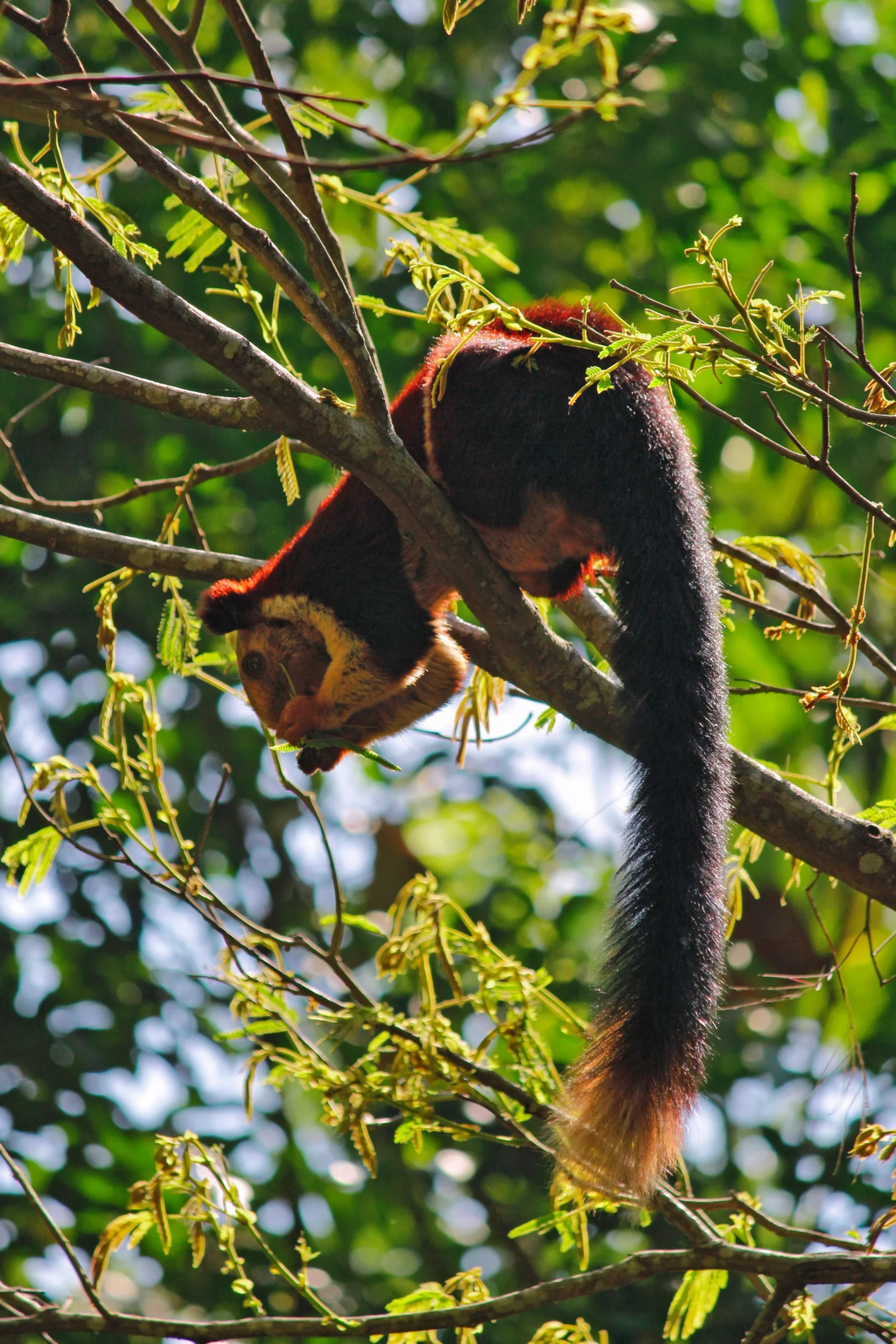 You are currently viewing Malabar Giant Squirrel Photography Guide: Best Locations, Camera Settings, Fieldcraft & Ethical Wildlife Photography