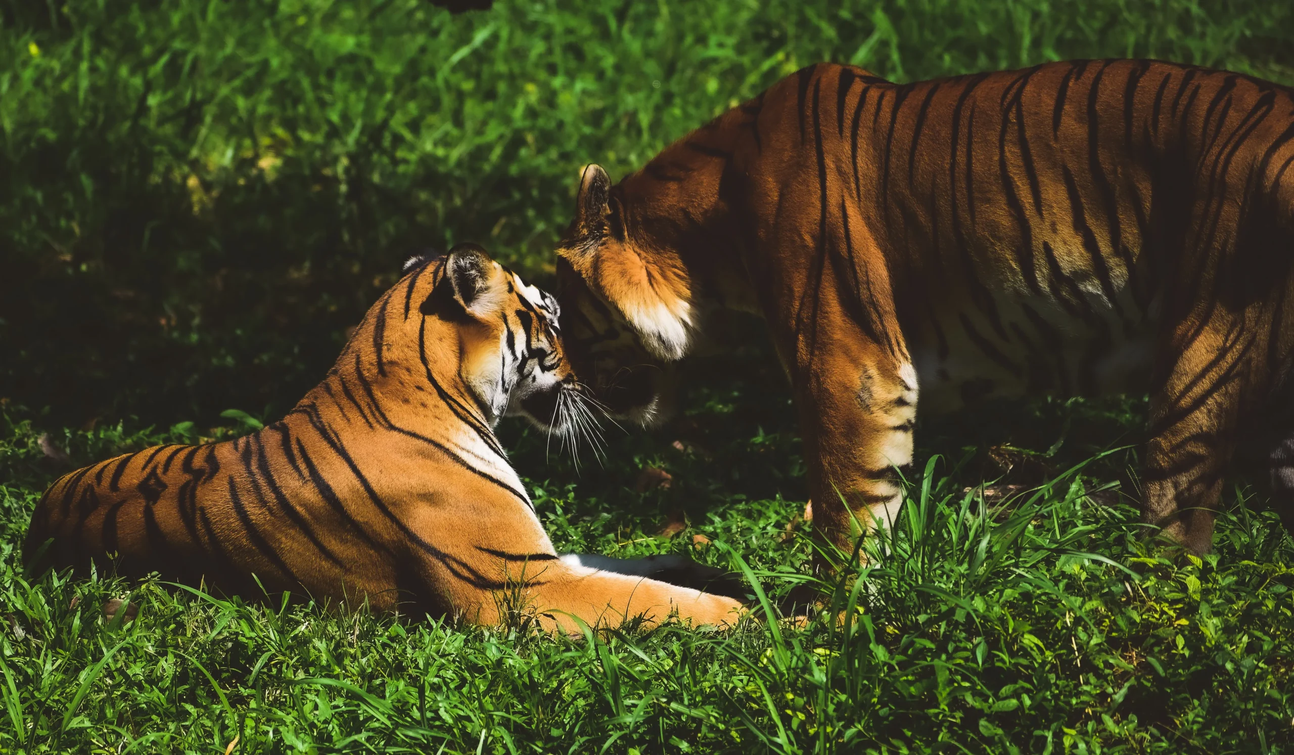 You are currently viewing How Much Does a Tiger Eat? Daily Food Intake, Meal Size, Diet, and Hunting Facts