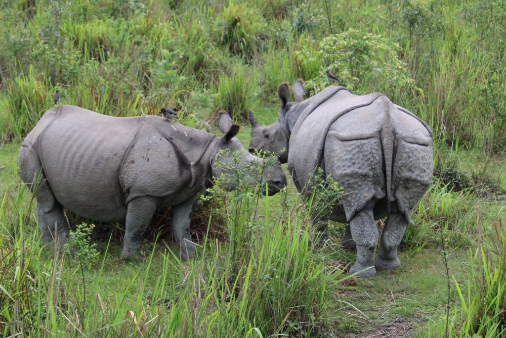 Two Indian Rhinoceros grazing among tall grasses in the Kaziranga National Park, Assam