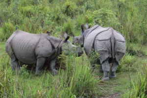 Read more about the article 4-Day Assam Wildlife Itinerary: The Perfect Short Safari Plan for Kaziranga, Pobitora & Assam’s Best Wildlife