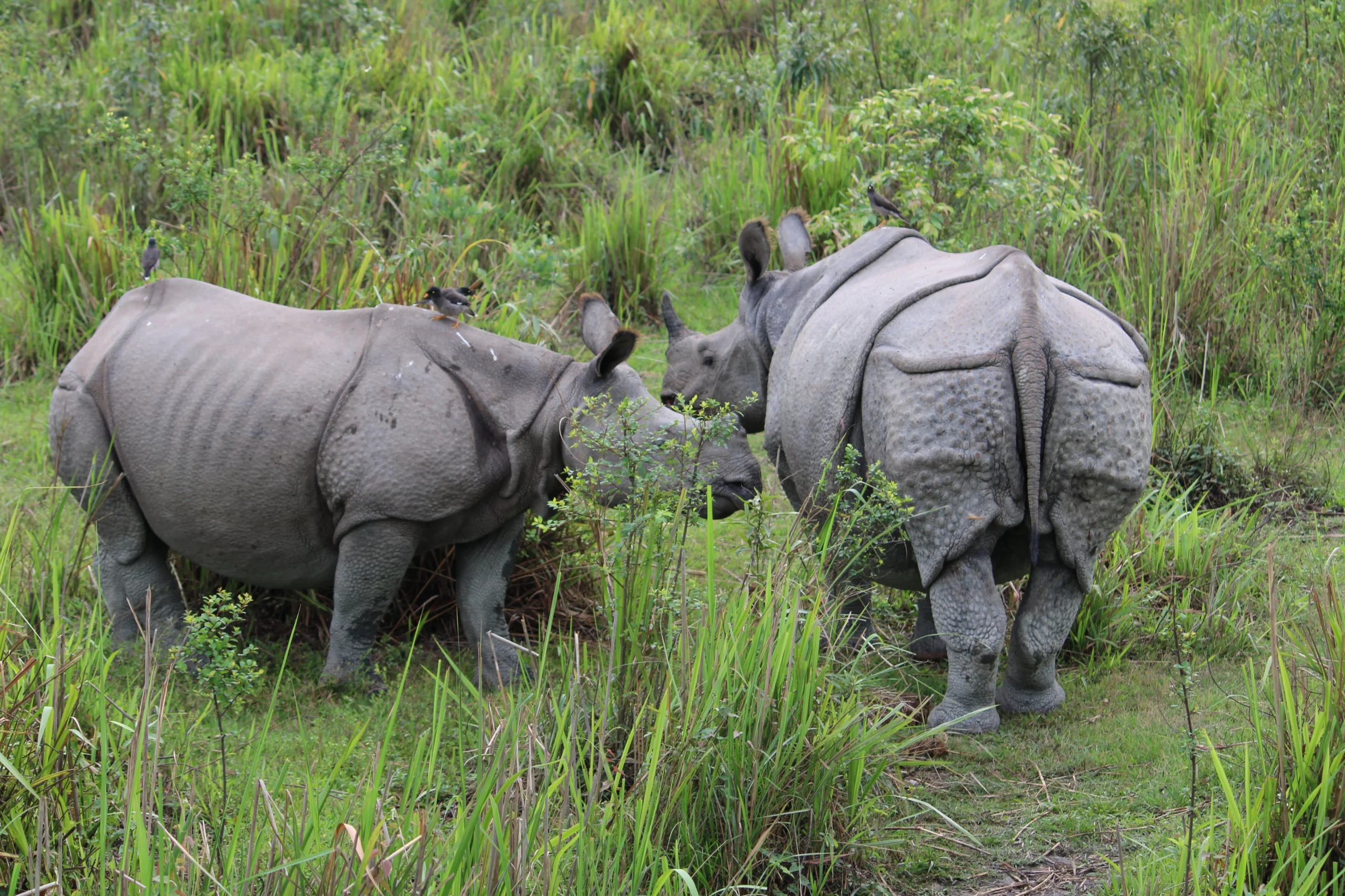 Read more about the article Best Resorts Near Kaziranga National Park: A Practical Guide to Safari Access and Stays