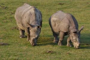 Read more about the article Why Are Rhinos Endangered? Causes, Threats, Conservation Efforts, and How You Can Help