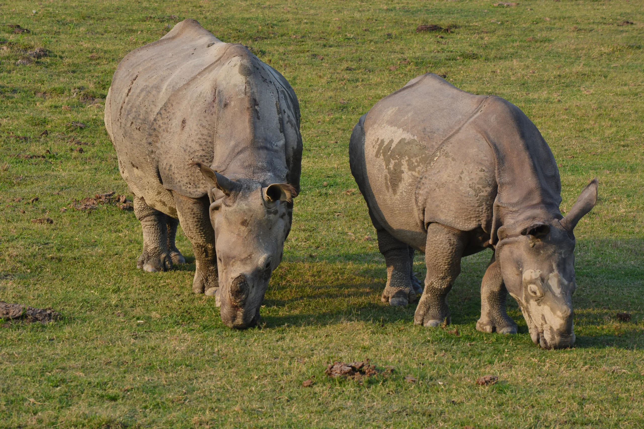 You are currently viewing Why Are Rhinos Endangered? Causes, Threats, Conservation Efforts, and How You Can Help