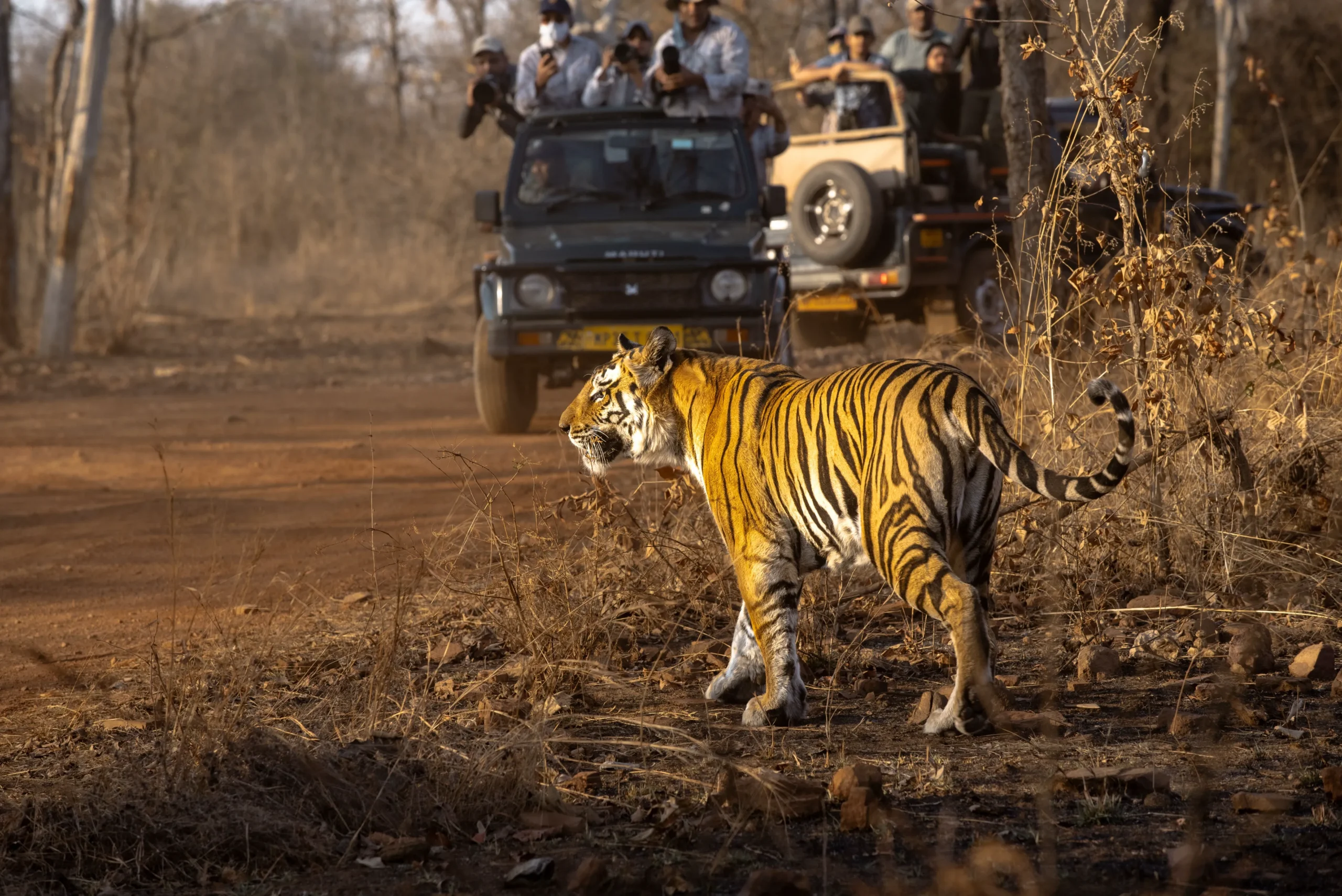 Read more about the article Best National Parks for Beginners in India: 10 Easy-to-Visit Wildlife Destinations for Your First Safari