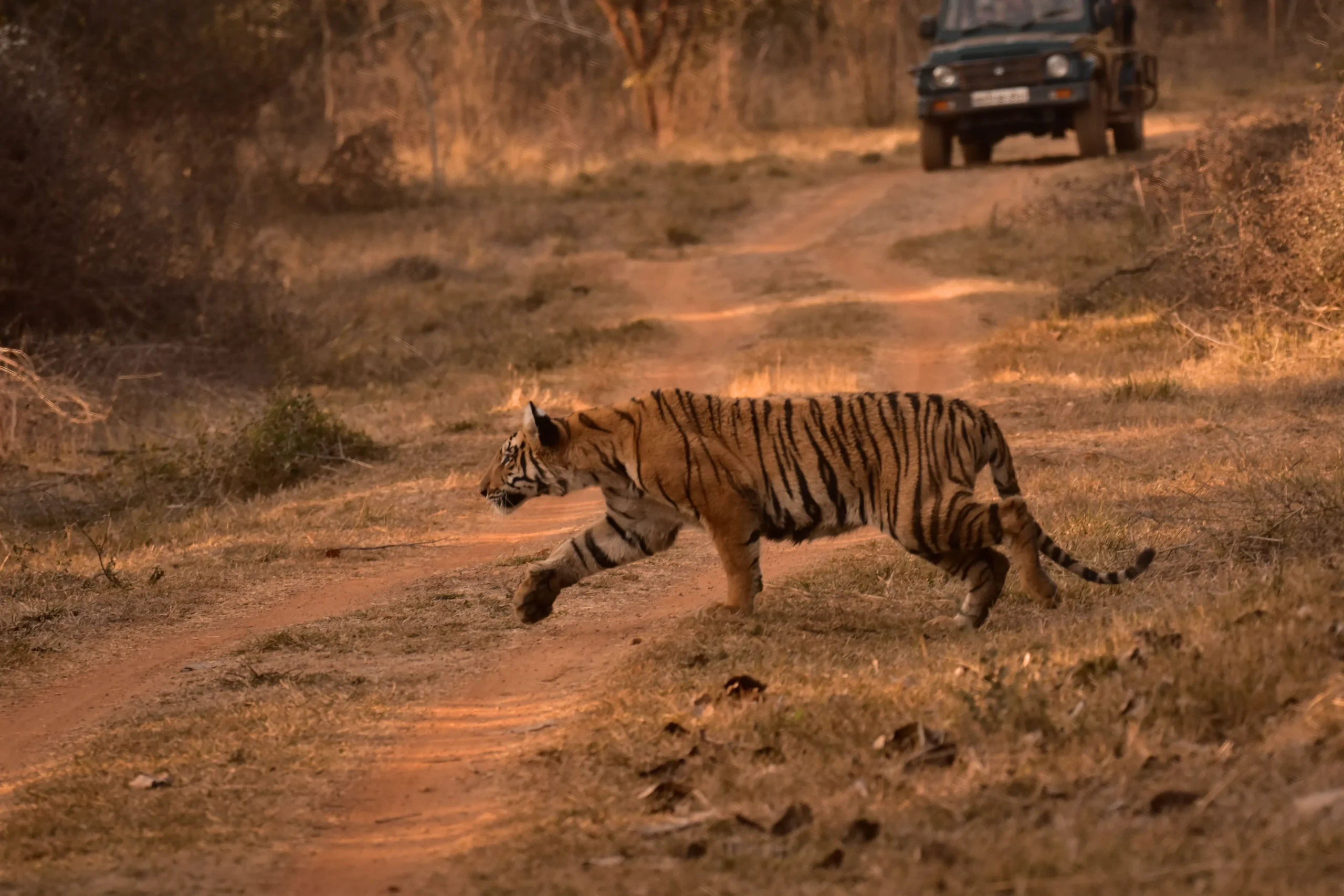 Read more about the article Best Safari Destinations in India Under ₹50,000: 12 Affordable Wildlife Trips Worth Every Rupee (2026 Guide)