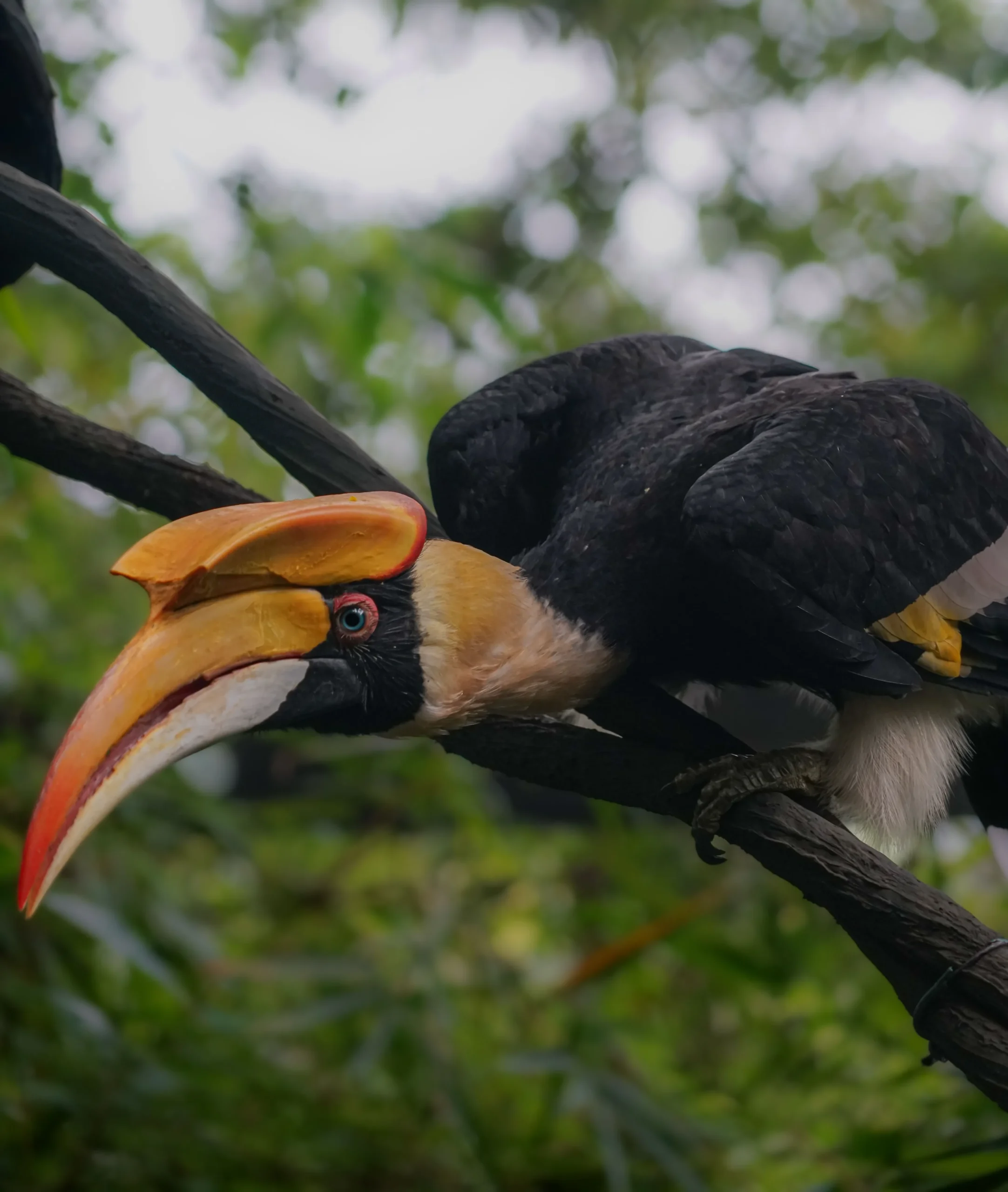 Read more about the article Great Hornbill (Buceros bicornis): Identification, Behavior, Range, and Conservation Guide