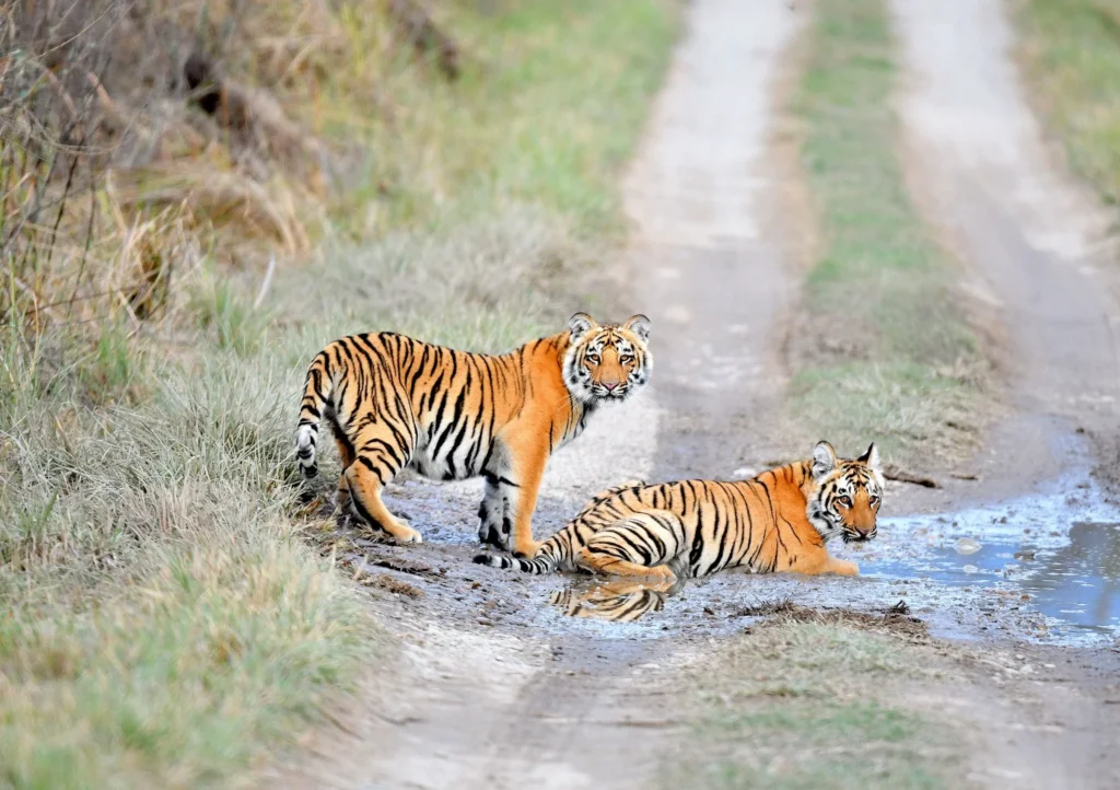 two juvenile tiger cubs