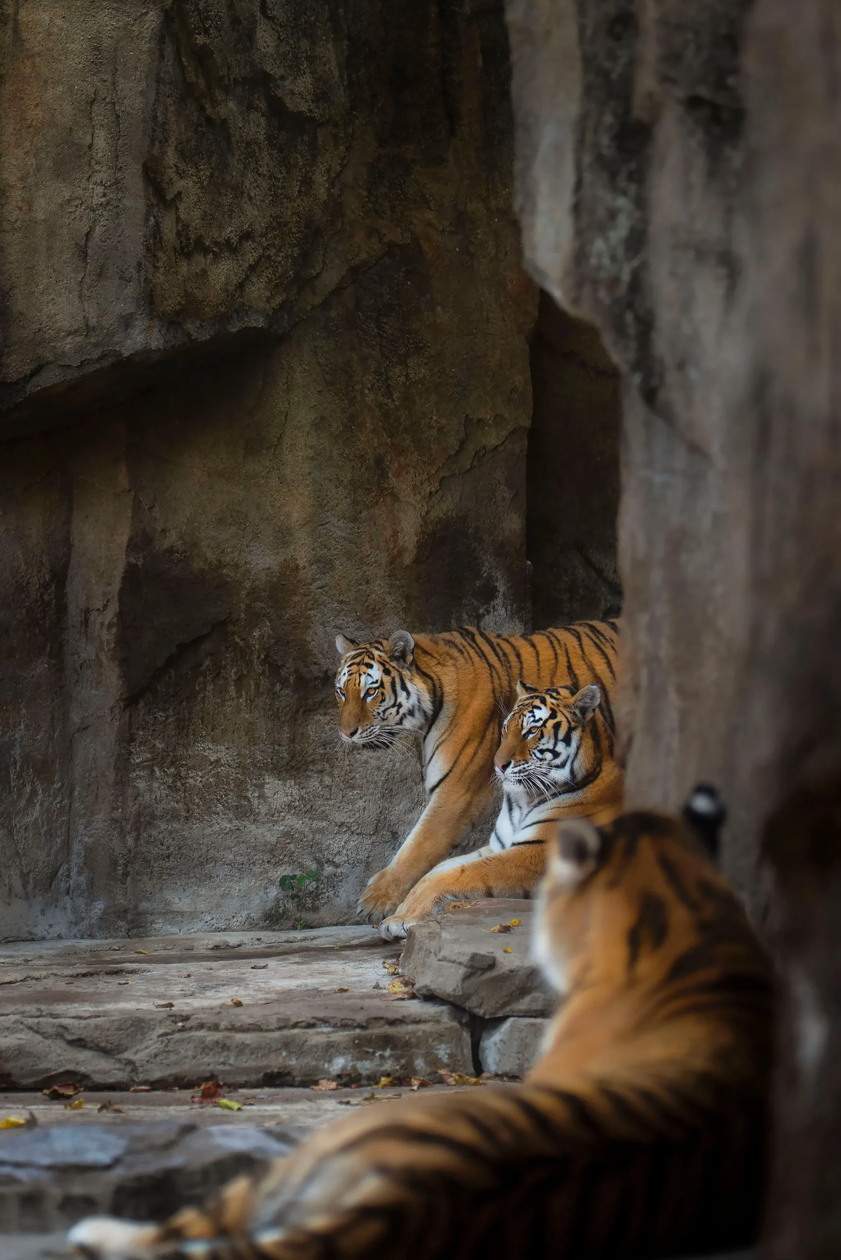 Read more about the article Best Resorts Near Kanha National Park (2026): Luxury, Budget & Safari Lodges by Khatia, Mukki and Sarhi Gates