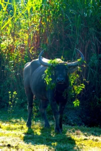 Read more about the article Wild Water Buffalo Guide: Identification, Strongholds, and Conservation