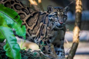 Read more about the article Wildlife Biodiversity of Meghalaya: Animals, National Parks, Birdlife, Protected Areas & Conservation Guide