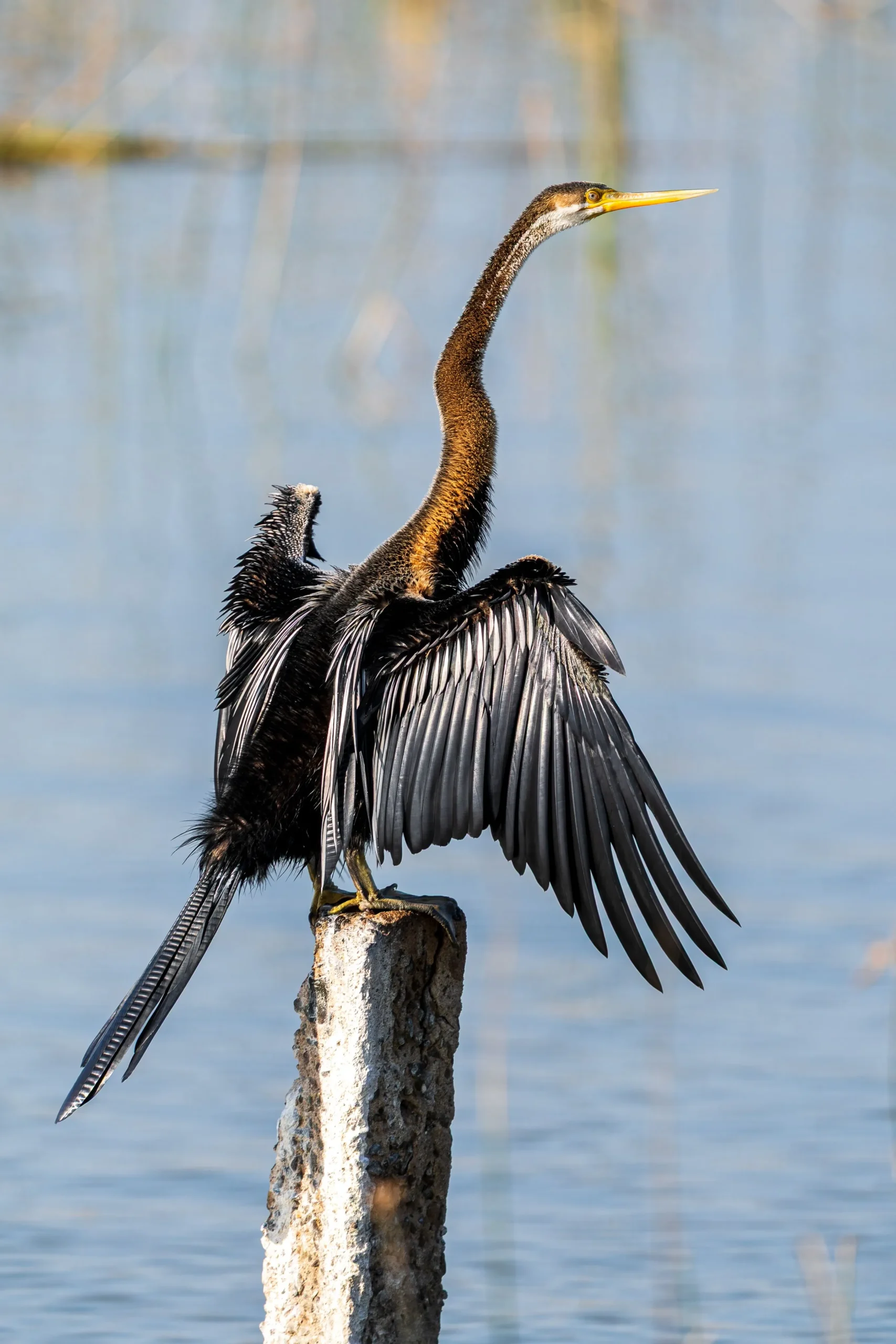 Read more about the article Waterfowls of India: A Practical Field, Hotspot, and Conservation Guide