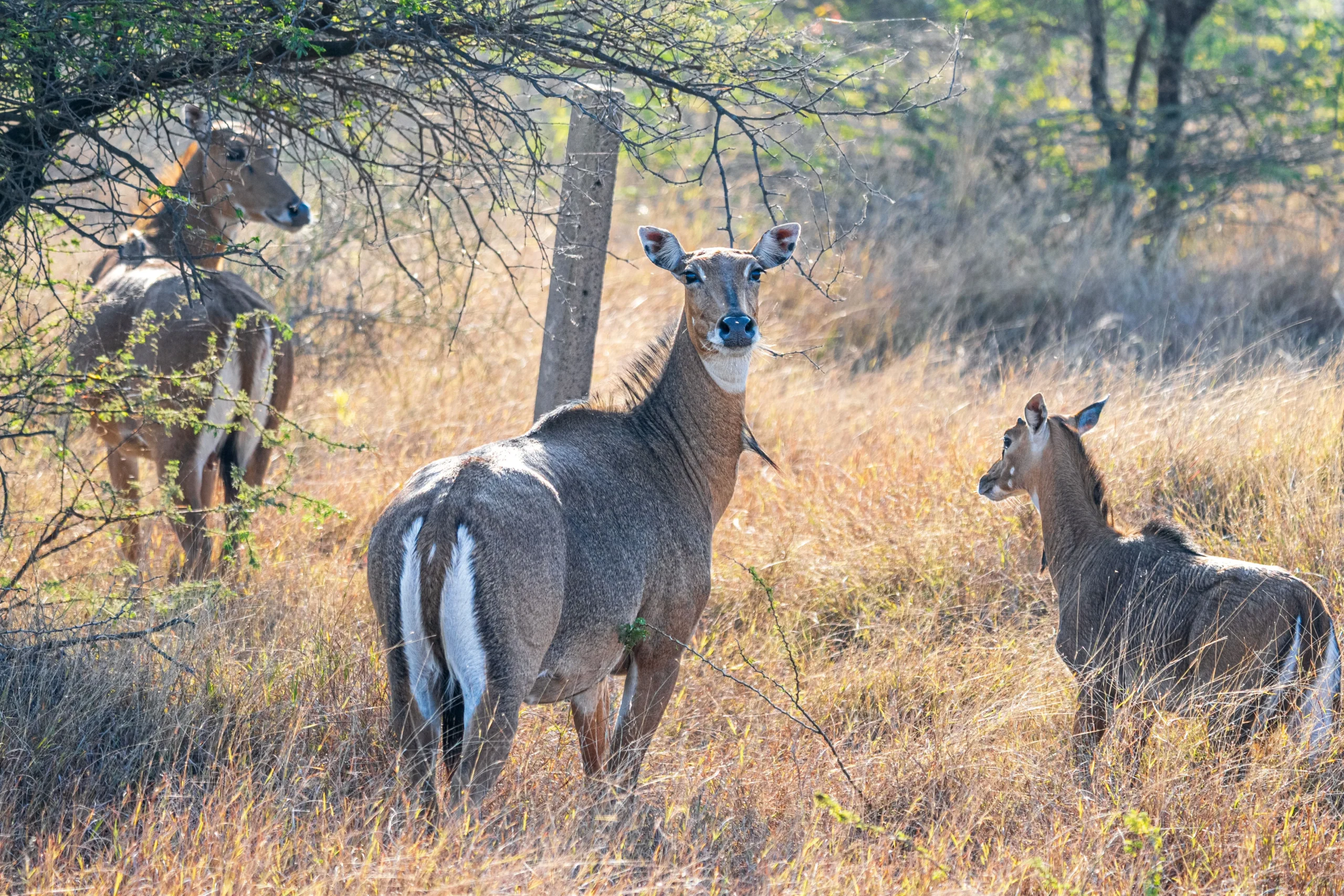You are currently viewing Nilgai (Blue Bull): Complete Guide to Identification, Habitat, Behaviour, Conservation & Wildlife Safaris in India
