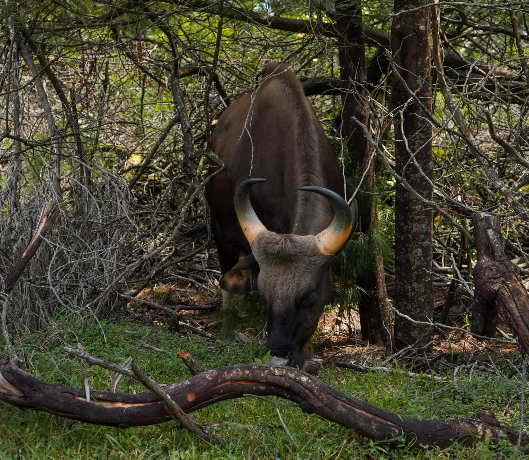 Read more about the article Indian Bison (Gaur) Guide: Habitat, Behaviour, Size, Conservation & Best Places to See Gaur in India