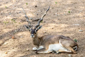 Read more about the article Blackbuck (Antilope cervicapra): Biology, Where to See, and Conservation — India’s Grassland Antelope
