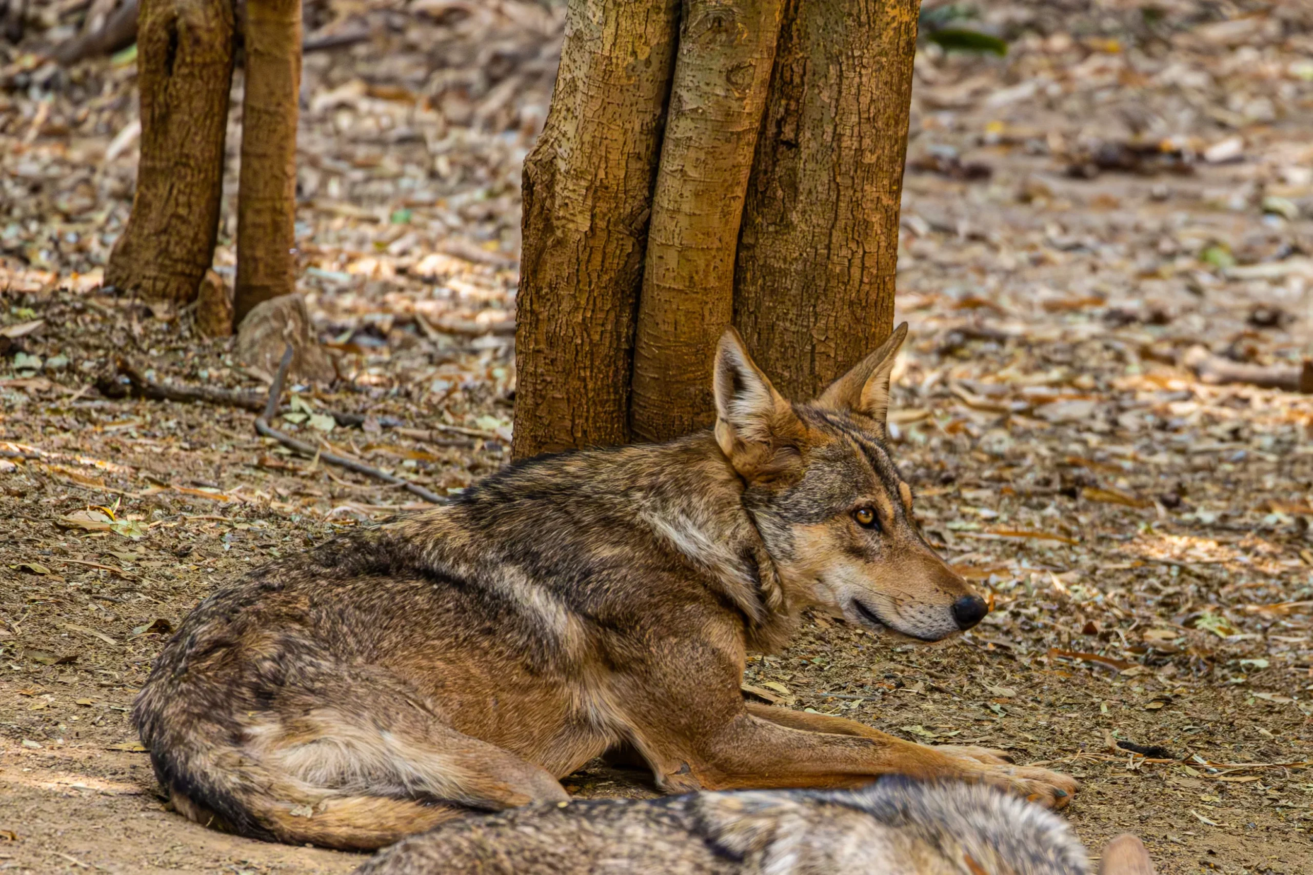 You are currently viewing Indian Wolf (Canis lupus pallipes): Habitat, Distribution, Conservation Status & Wildlife Guide