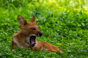 Read more about the article Wild Dogs (Dholes) of India: Complete Guide to Habitat, Behaviour, Conservation & Best Places to See Them