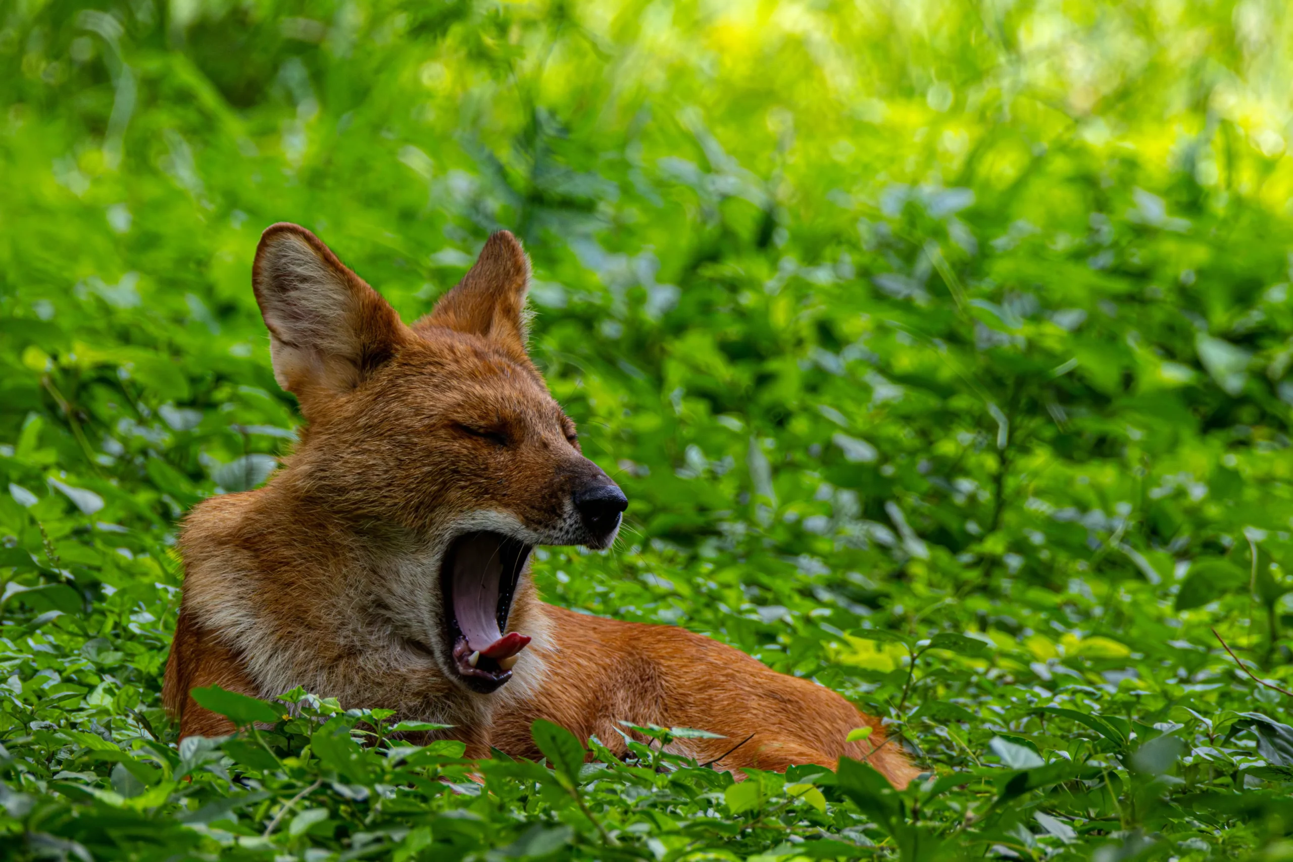 Read more about the article Wild Dogs (Dholes) of India: Complete Guide to Habitat, Behaviour, Conservation & Best Places to See Them