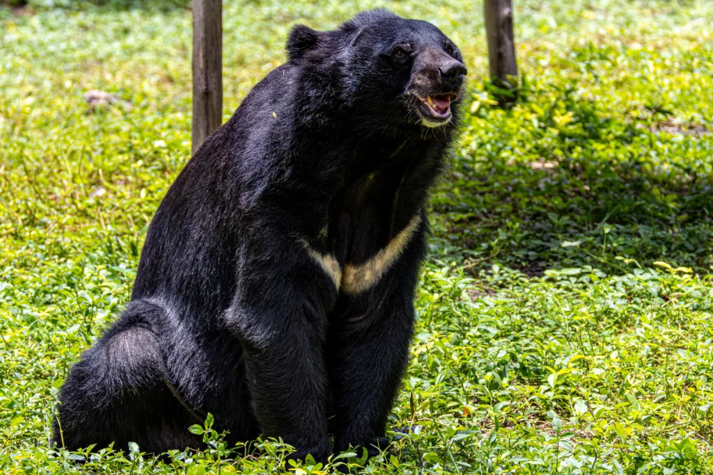 Himalayan Black Bear
