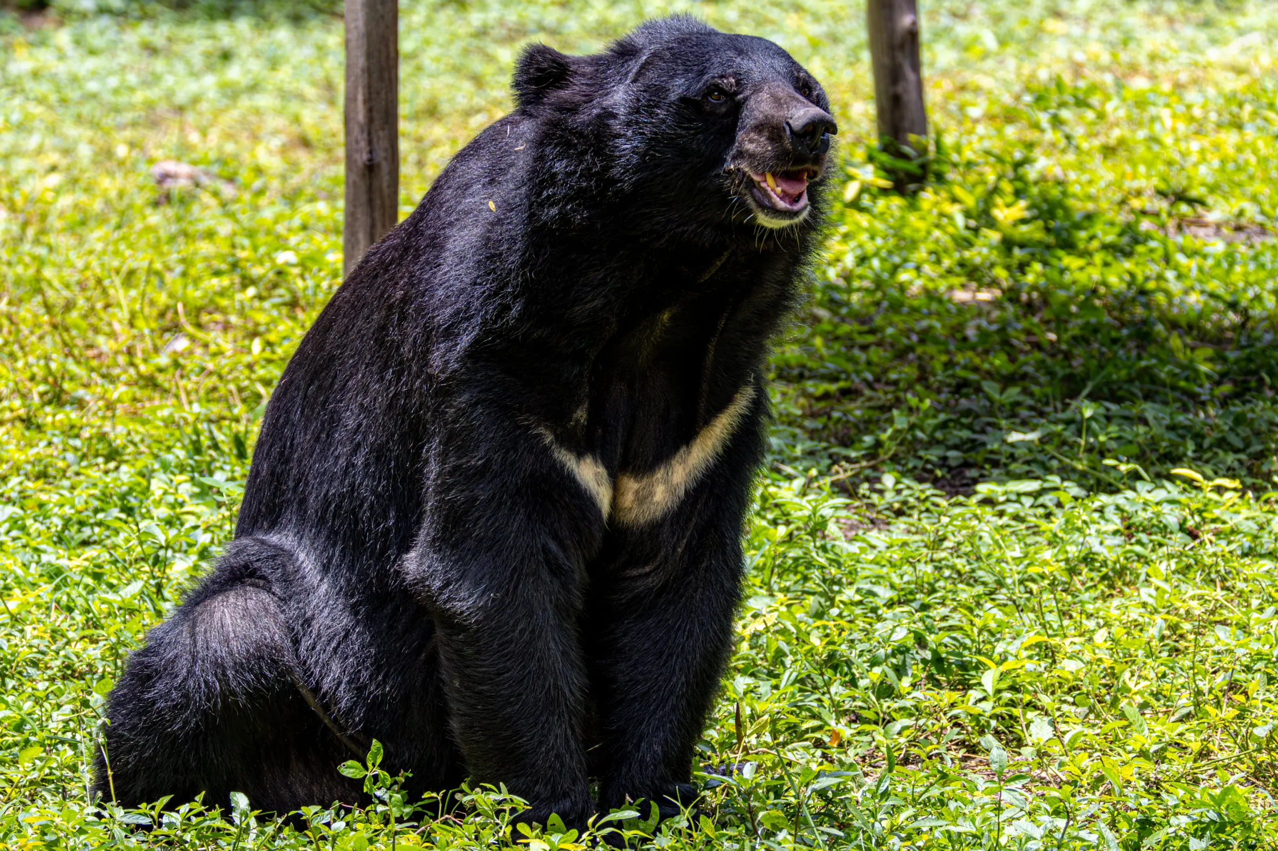 Read more about the article Himalayan Black Bear in India: Habitat, Behaviour, Conservation, Safari Guide & Safety Tips