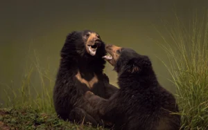 Read more about the article How Sloth Bears Survive in Indian Forests: Adaptations, Diet, Habitat, Threats and Conservation