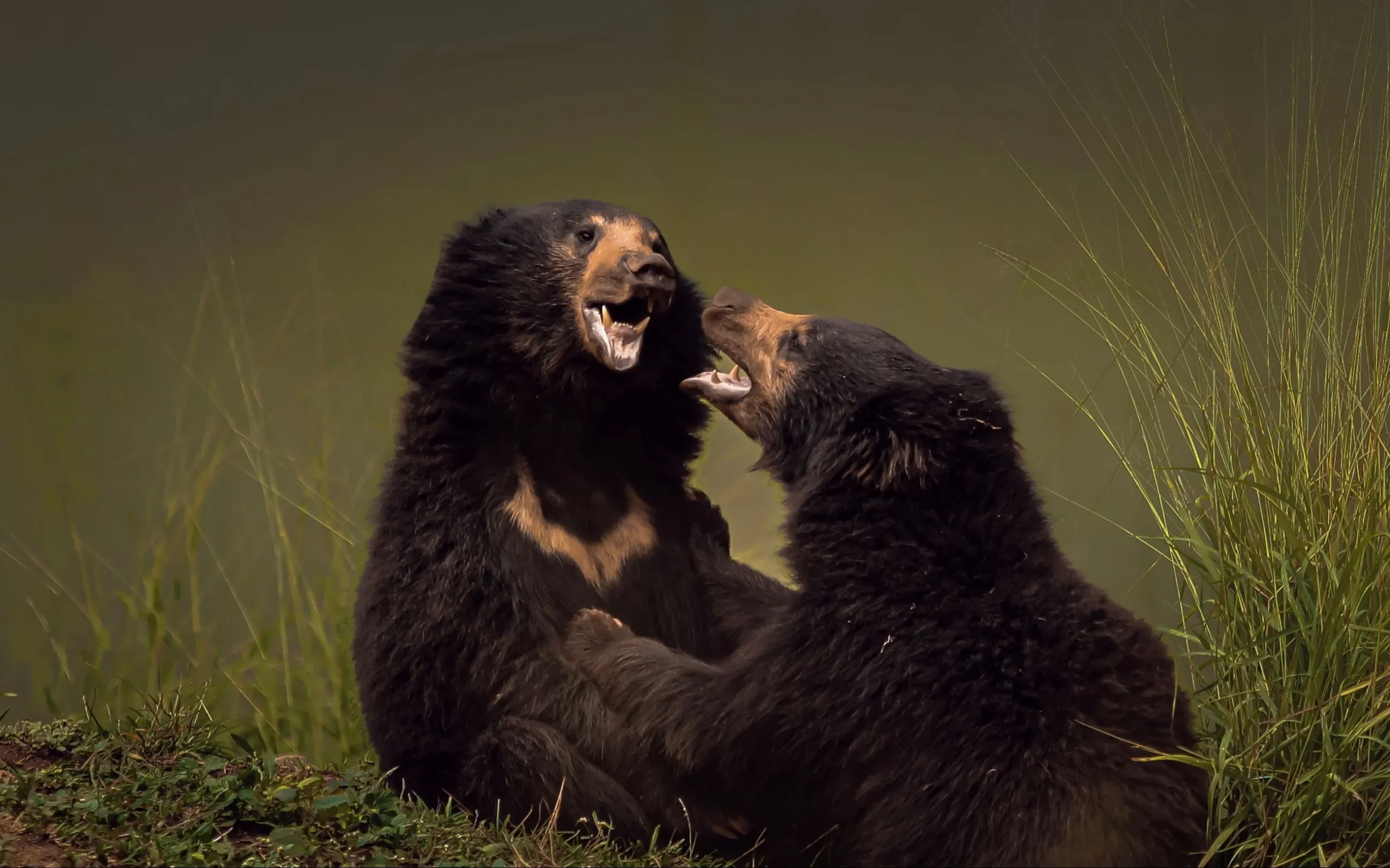 Read more about the article How Do Sloth Bears Defend Themselves? Understanding Their Defensive Behaviour, Survival Strategies, and Human Encounters