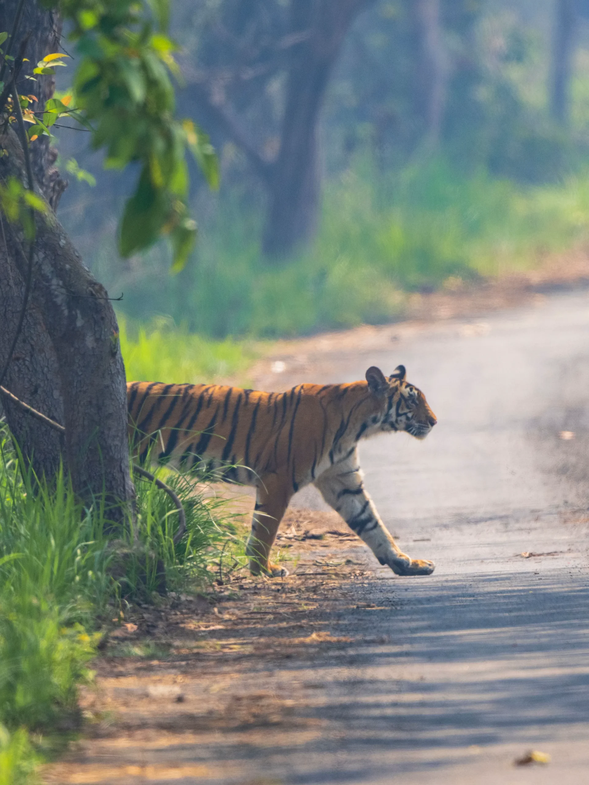 Read more about the article How Fast Can a Tiger Run? Top Speed, Sprint Distance, Comparisons & Hunting Facts