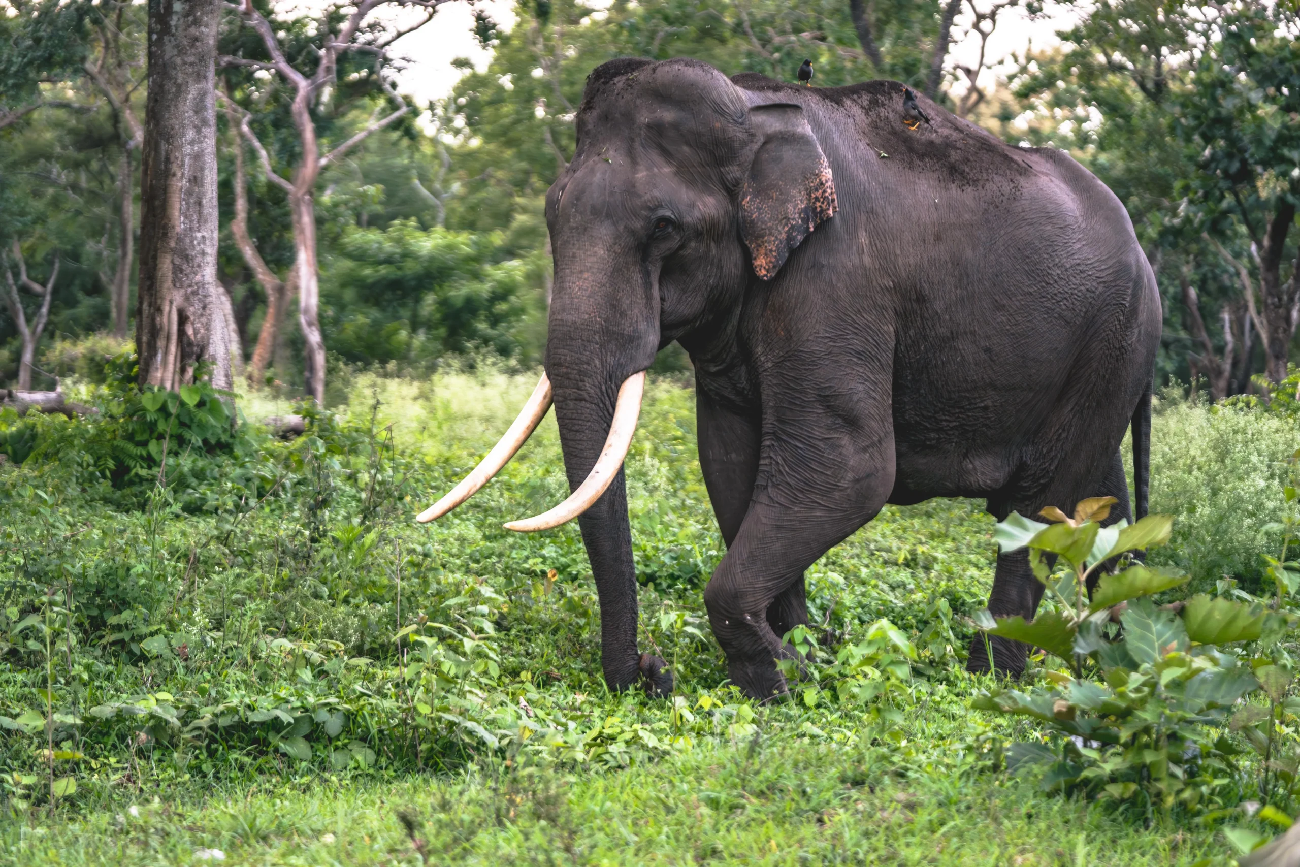 Read more about the article Complete Guide to Indian Elephants (2026): Habitat, Behaviour, Population, Conservation & Best Places to See Them