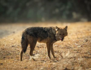 Read more about the article Golden Jackal in India: A Naturalist’s Guide to Behavior, Habitats, and Survival
