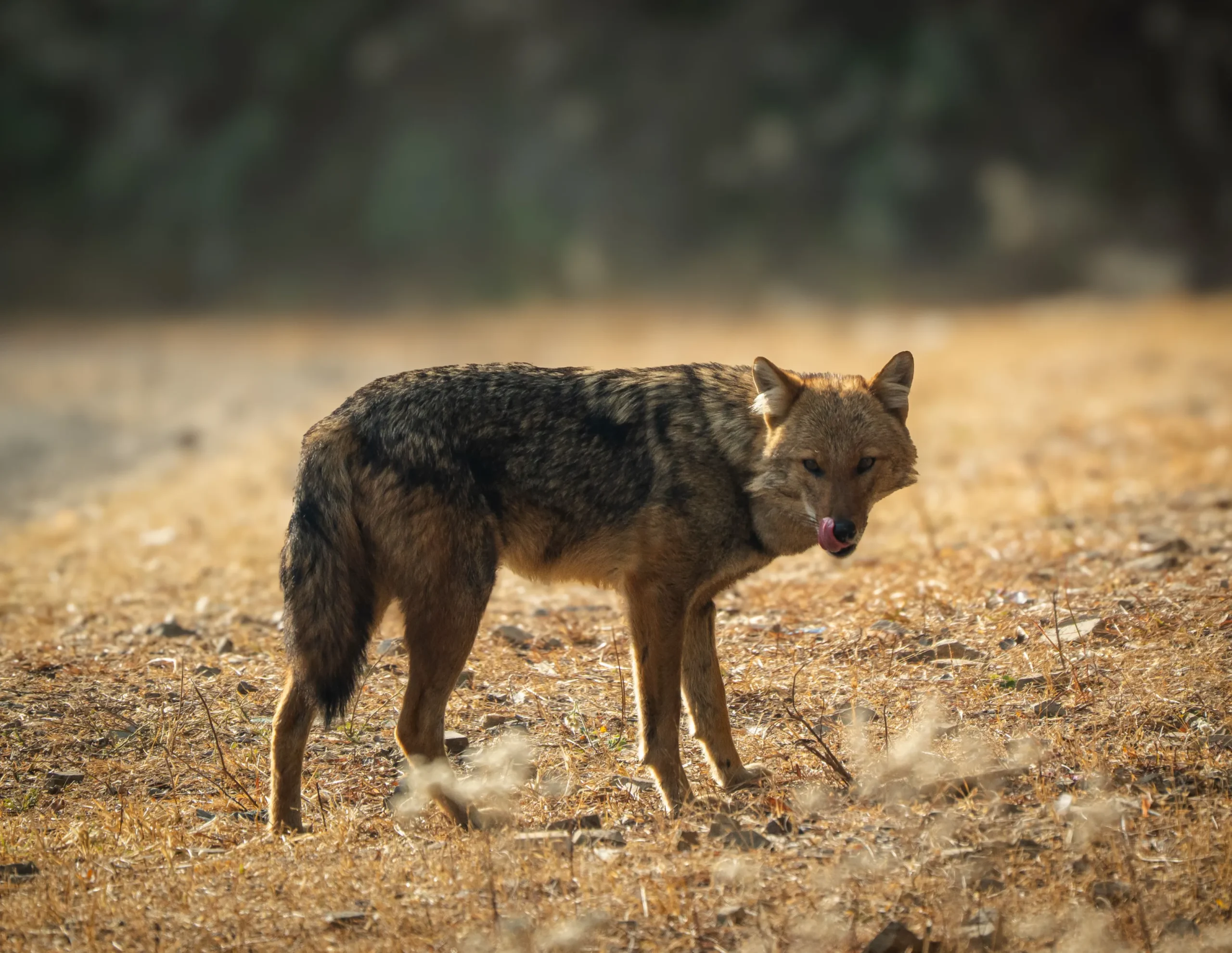 Read more about the article Golden Jackal in India: A Naturalist’s Guide to Behavior, Habitats, and Survival