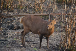 Read more about the article Hog Deer (Axis porcinus): Habitat, Distribution, Identification, Conservation Status & Best Places to See Them in India