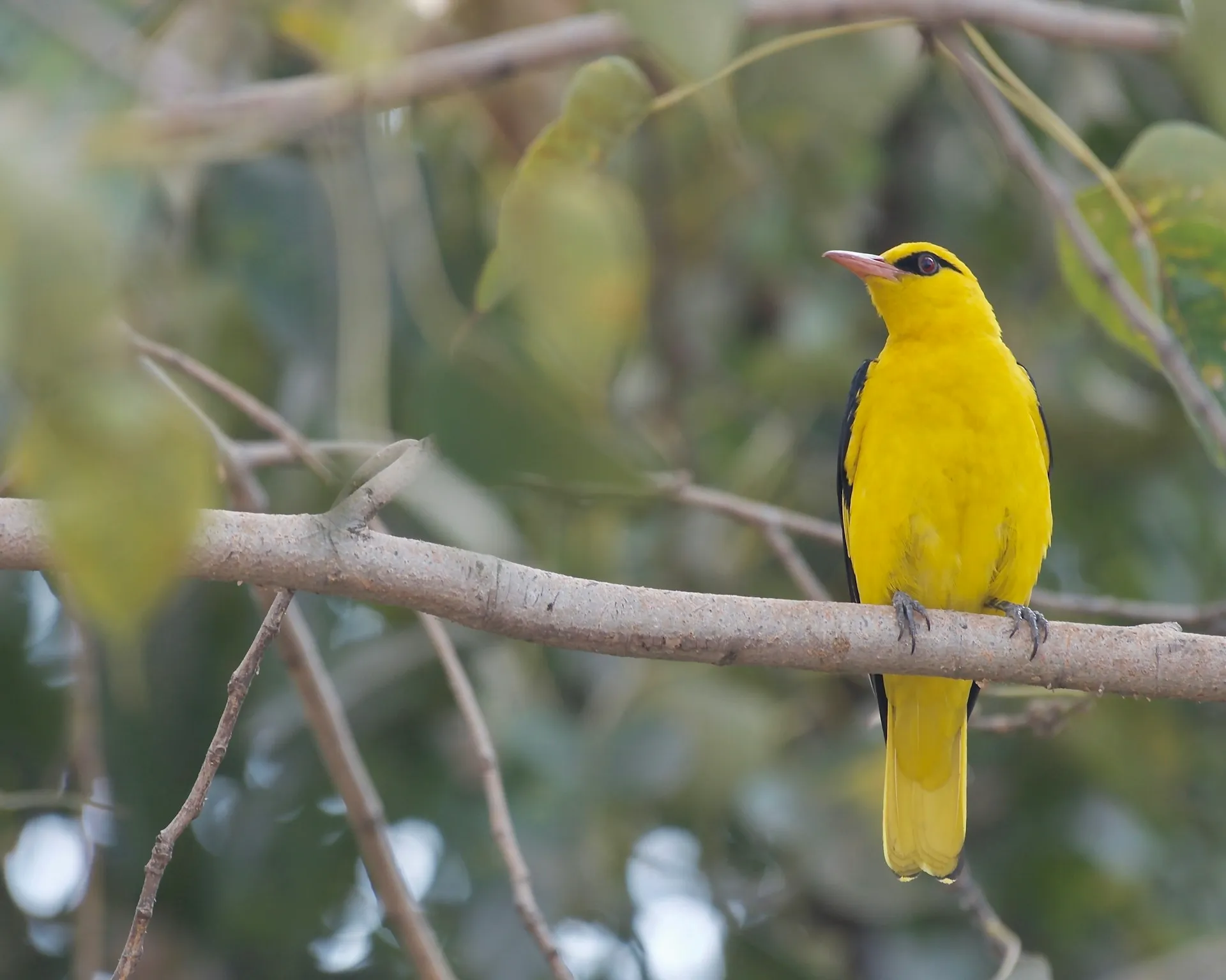 Read more about the article Sanjay Van Delhi : Nearest Metro Gates, Timings, Trails, Birdwatching and Wildlife Guide