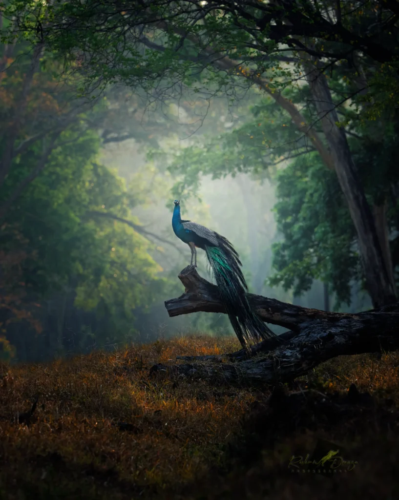 Peacock at Parmabikulam Tiger Reserve | Original Photograph by Rashmi Dsouza | Shared with WildlifeSafaris.in